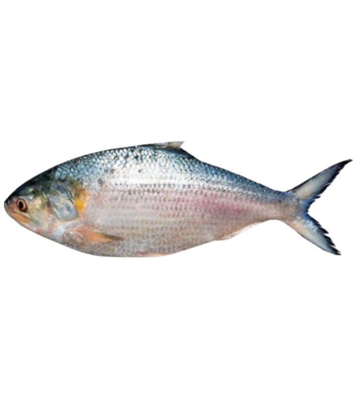 hilsa-fish